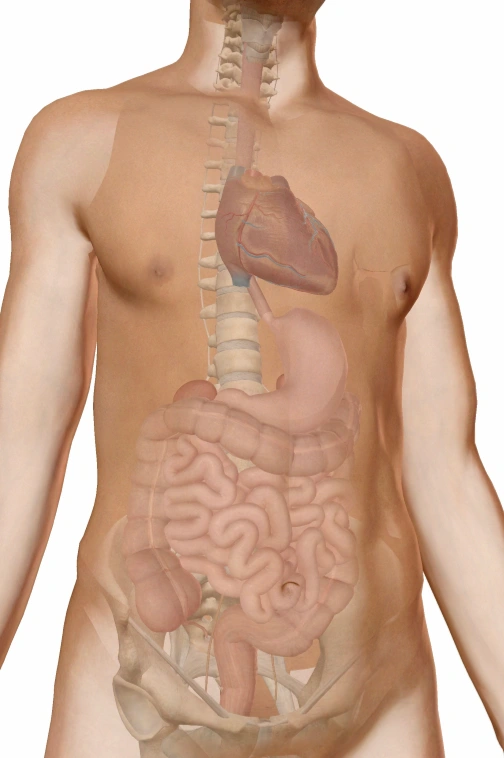Illustration des organes